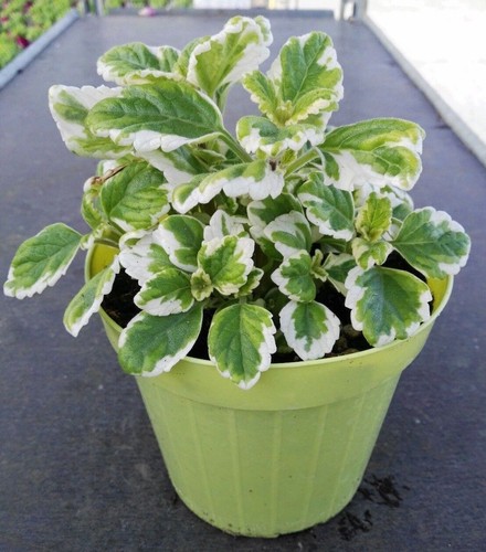 Incenso vaso 14cm piante - 14cm-,