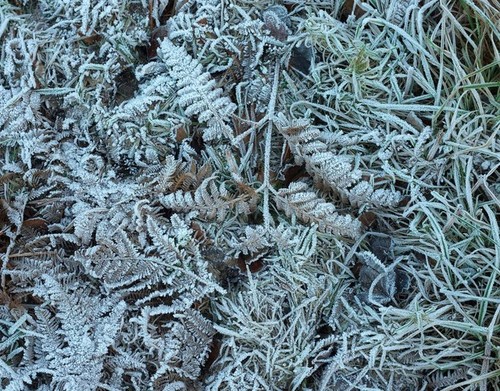 Photo 6x4 frosty - photo,