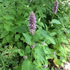 Anice Isopo Agastache