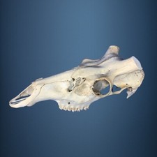 450SKU Teschio di cervo