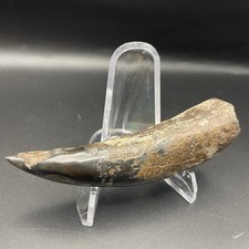Megalodonte epoca antico dente - antico,