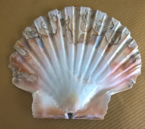 Conchiglia aequipecten - conchiglia,