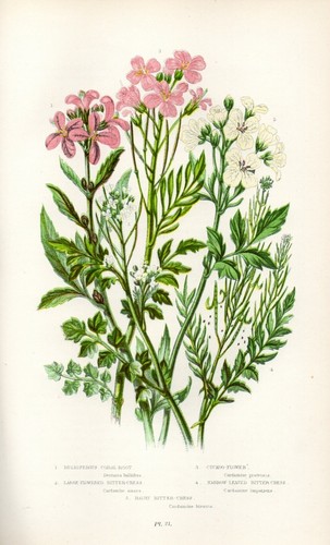 Stampa botanica antica - antica, 1899
