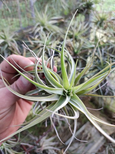 Tillandsia aeranthos - tillandsia,