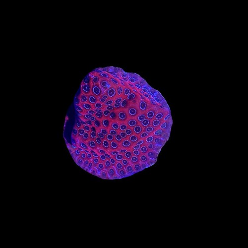 Montipora darth maul - darth,