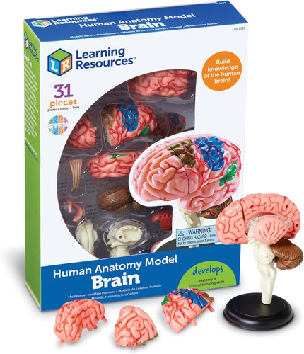 Modello anatomico cervello - anatomico,