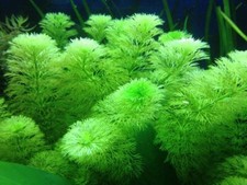 Offerta limnophila - offerta,