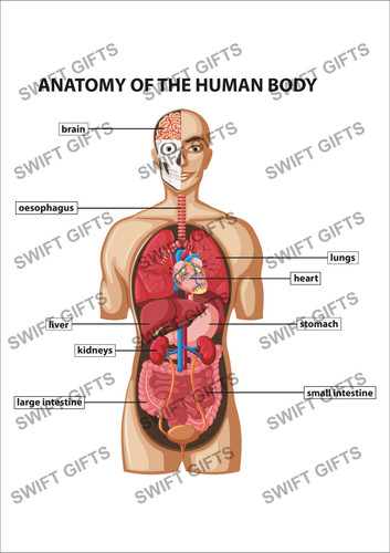 Diagramma anatomia umana - di,