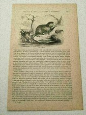 K139) Veduta di Muschio Ratto e Criceto Regno Animale 1894 Incisione
