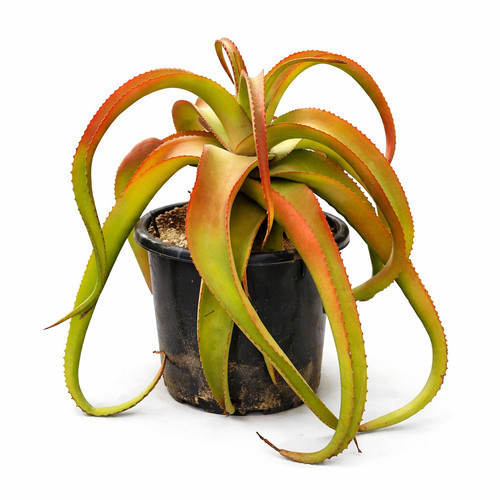 Aloe vanbalenii seeds - vanbalenii,
