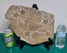 ORIGINALE GRANDE FOSSILE DI
