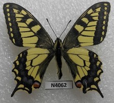 Papilio machaon lapponica 1 m