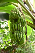 1 Dwarf Cavendish Banana -