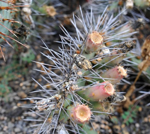 Opuntia phaeacantha seeds - -,
