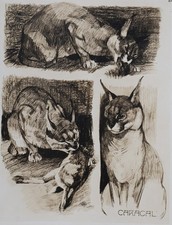 Mathurin MEHEUT: Il Caracal