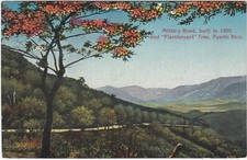 PORTORICO - PUERTO RICO - MILITARY ROAD AND "FLAMBOYANT" TREE -16884-