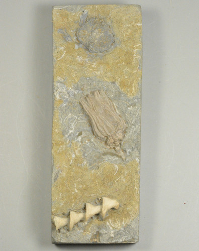 Crinoidi bryozoan - crinoidi,,