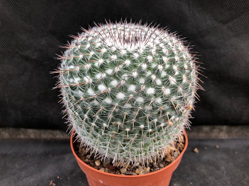 Mammillaria hahniana vivaio - hahniana, -vivaio