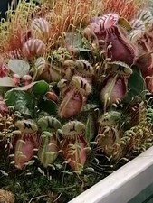 piante carnivore Box