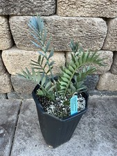 Encephalartos Horridus