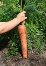 150 semi di carota gigante + omaggio