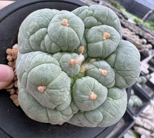 Pianta rara cactus - pianta,