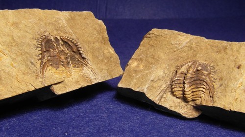 Trilobite pos neg - pos.,