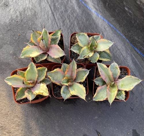 Pezzi agave titanota nero e - agave,