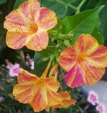 Graines de Belles De Nuit