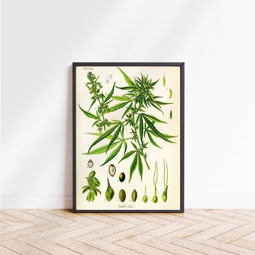 Poster cannabis sativa retro - poster,