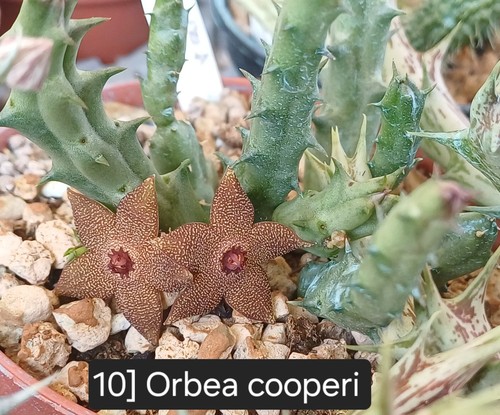 Talea radicata orbea cooperi - 1,