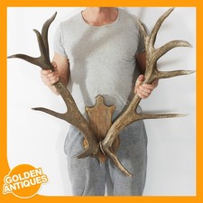 Large red deer - red,