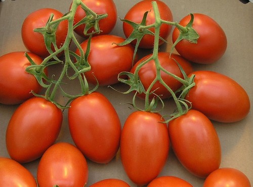 Pomodoro roma semi - roma,