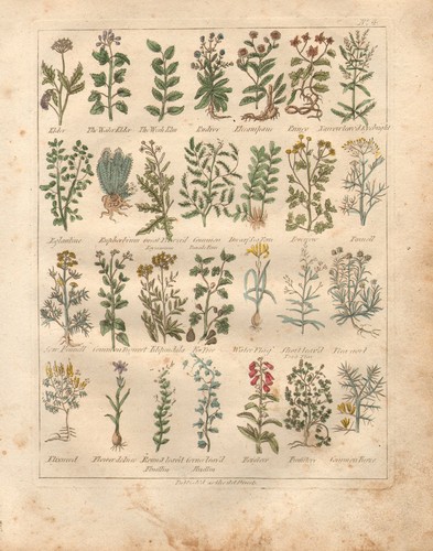 1810 print culpepers herbal - print,