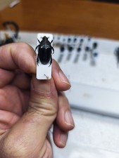 Campsiura Sp. , Scarabeide, Cetonidae, Cremastocheilini! Togo