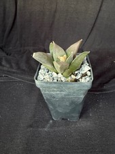 Ariocarpus furfuraceus, cactus