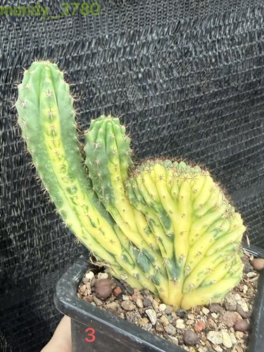 Piante cactus succulente - piante,