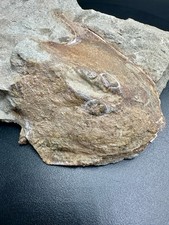 Rare Devonian fossil fish Ukrainaspis kozlowskii – Old Red Fm Ukraine