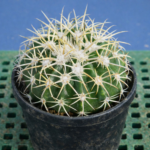 Melocactus peruvianus var