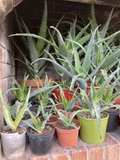 pianta aloe arborescens