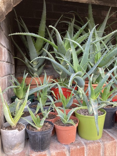 Pianta aloe arborescens - aloe,