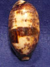 CYPRAEA  TESTUDINARIA - ISOLA OLANGO - JOLO - FILIPPINE - 85mm. - F+++