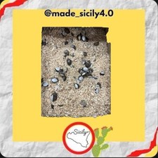 Stuppateddi lumache di terra