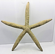 Stella marina naturale - stella,