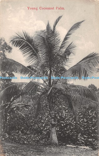 R343427 young cocoanut palm - r343427,