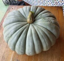 Zucca  Queensland blue  10 Semi