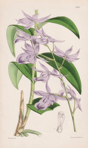 Epidendrum barkeria costa rica - epidendrum,