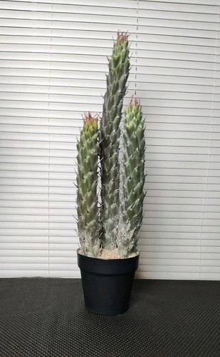 Cactus succulento pianta - cactus,