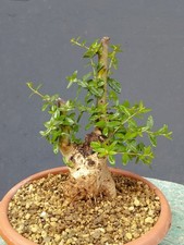 Bonsai olivastro 20x10cm - bonsai,