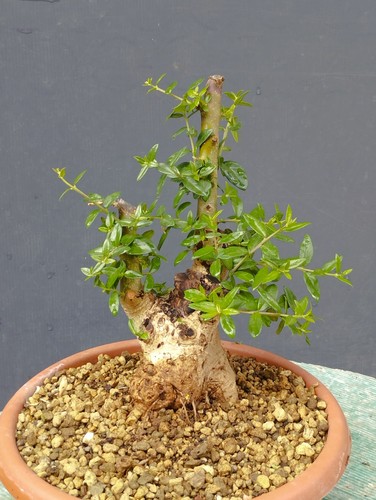Bonsai olivastro 20x10cm - bonsai,